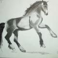 Le cheval gracieux
